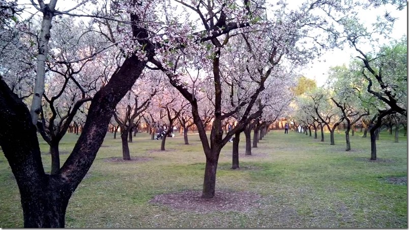 Parque Quinta de los Molinos en Madrid - Fines de Semana