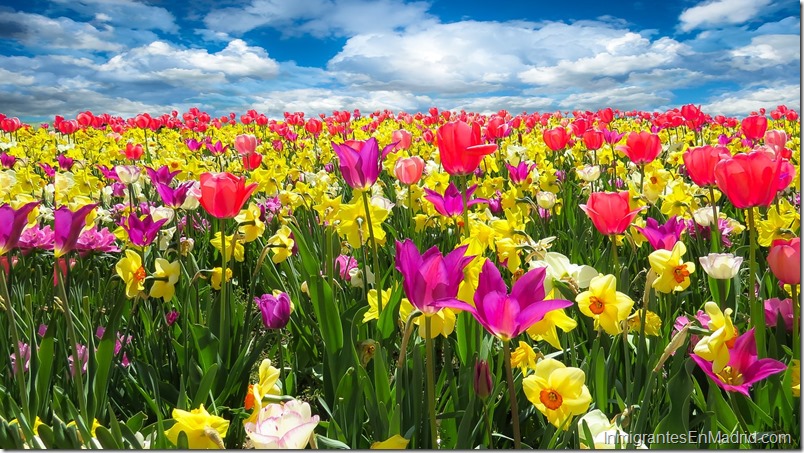 Tips para cuidar tu salud ante la llegada de la primavera en Madrid