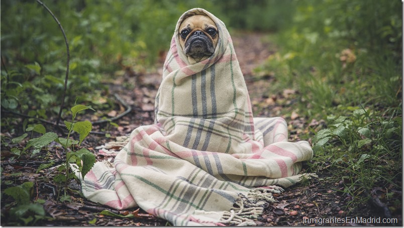 En España es buena idea tener un seguro para tu mascota, conoce el por qué