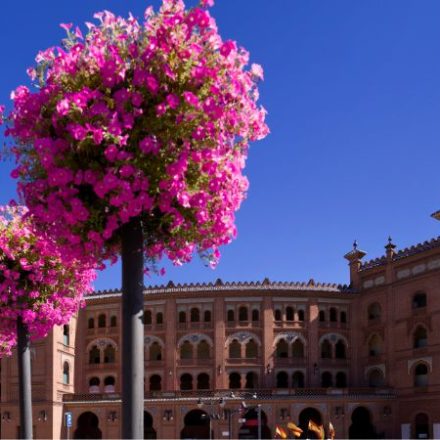 Cénate Las Ventas: productos regionales en la plaza de toros los jueves en la noche